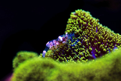 白斑海葵虾-(短腕湖缘海葵)