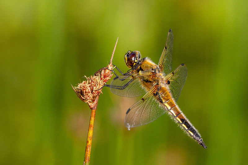 四斑点蜻蜓(Libellula quadrimaculata)，在北美被称为四斑点蜻蜓。