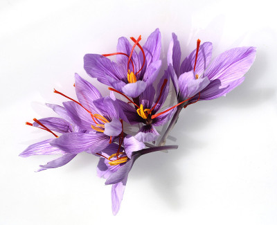 番红花;番红花