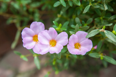美丽的马齿苋花在花园里