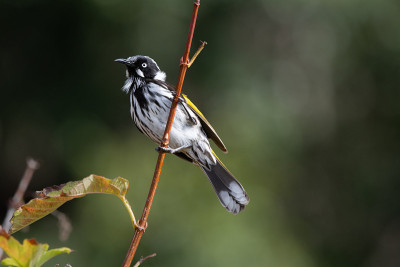 野生小食蜜者