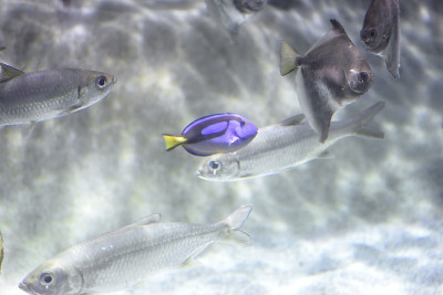 在水族馆里游泳的咸水鱼。