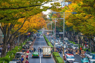 表参道秋叶
