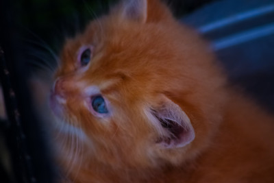 一只可爱的蓝眼睛小猫