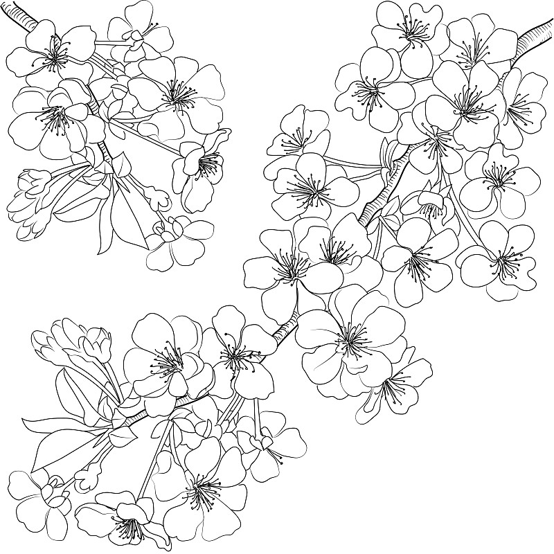 素描开花分支