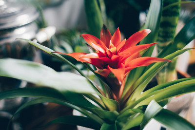 美丽的热带盆栽室内植物。Bromelia Guzmania。