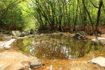 森林，Hallasan，山谷，石头，苔藓门，苔藓楼梯，苔藓，寺庙，Hyonom，