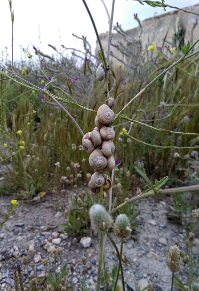蜗牛在春天
