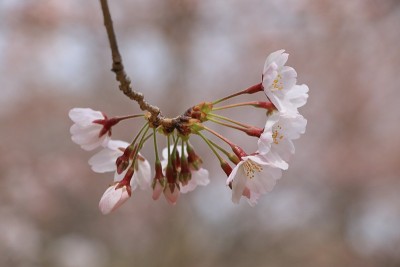 樱花