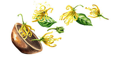 碗与依兰依兰黄花。衣兰odroata。水彩手绘插图孤立的白色背景