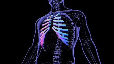 人体骨骼解剖肋软骨三维渲染