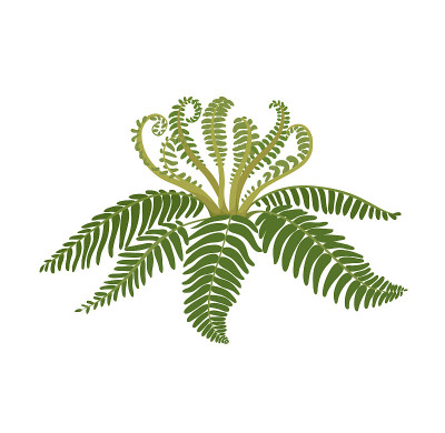 地球上生命形式的进化概念
