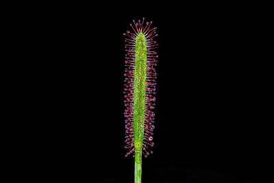 茅膏菜(Drosera) Capensis