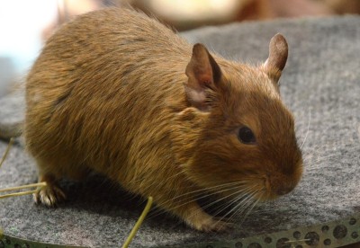 Guinea Pig