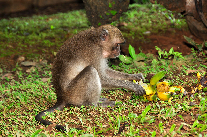 猕猴，恒河猴（Macaca mulatta）