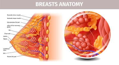 健康女性乳房的高度详细视图