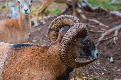 Mouflon (Ovis orientalis)特写照片