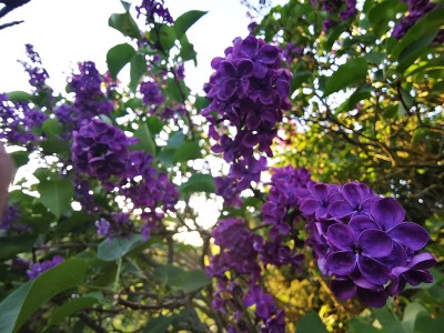 紫丁香花