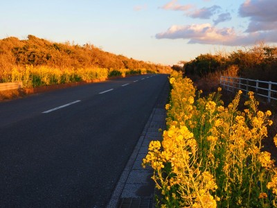在日语中，菜花或中国菜花被称为菜花
