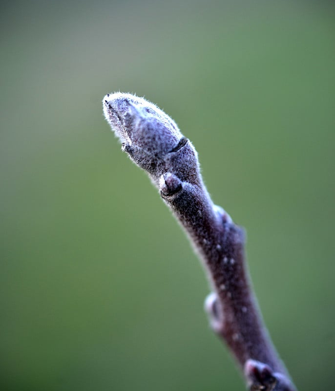 三月里的苹果芽，