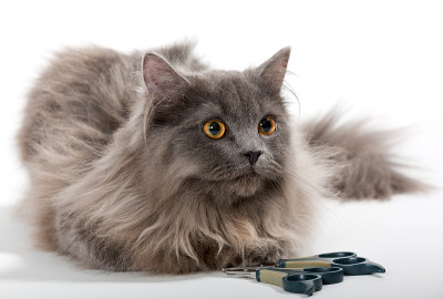 灰色波斯猫和工具的照顾