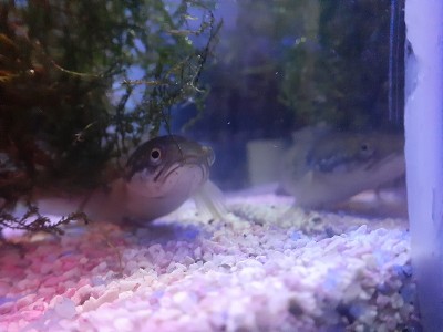 水族馆里的黑鱼