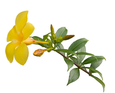 黄蔓黄花