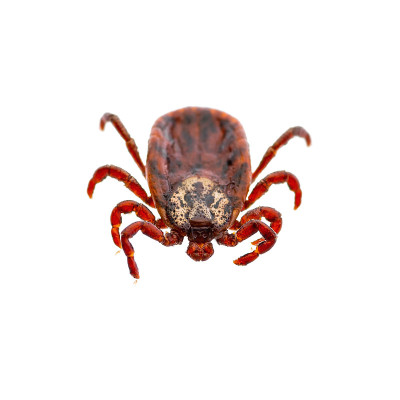 脑炎病毒或莱姆病，Borreliosis Disease或Monkey Fever传染性革蜱蜱蛛形寄
