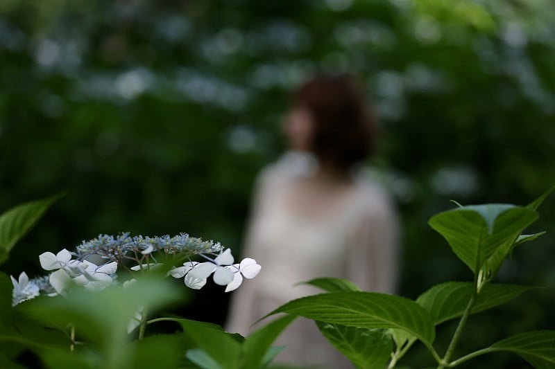 绣球花和夫人