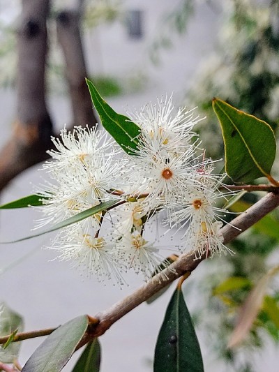 广场上的花