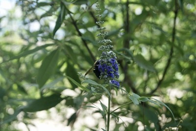 蜜蜂