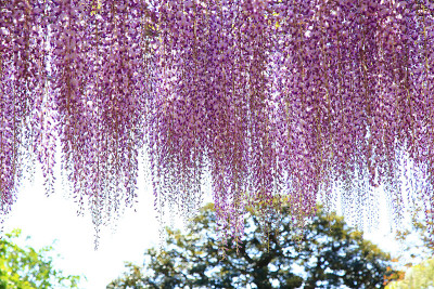 紫藤花盛开