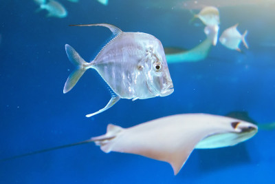 海鱼和黄貂鱼在蓝色的大海上游泳。