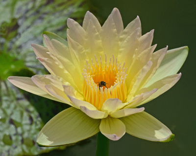 莲花