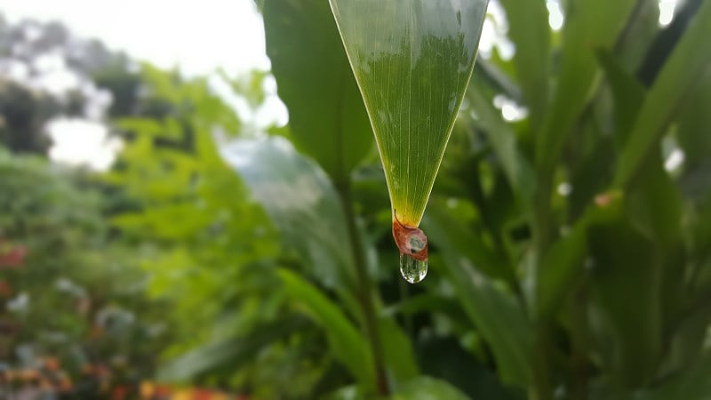 雨后的叶子露珠