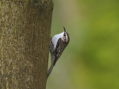 Treecreeper, Certhia familiaris
