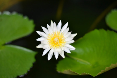 莲花