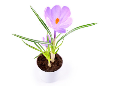 番红花的花