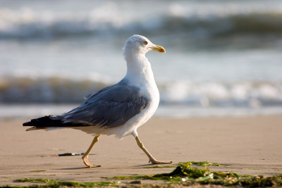 运行Seagul