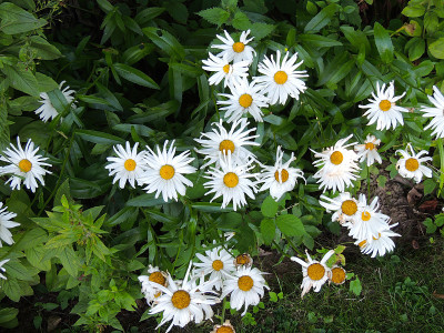 花