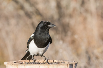近景常见喜鹊异食异食