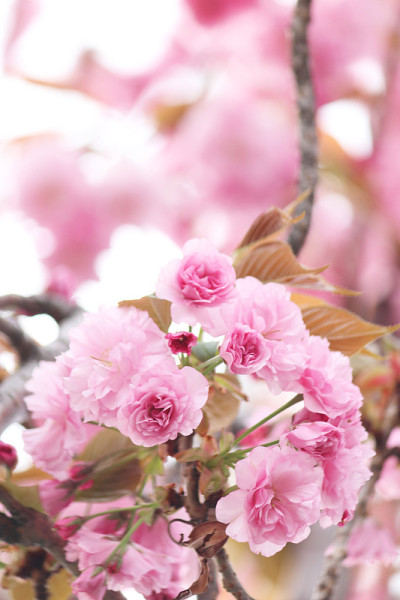 重瓣樱花(八赏樱)