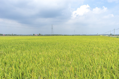 稻田