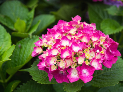 绣球花