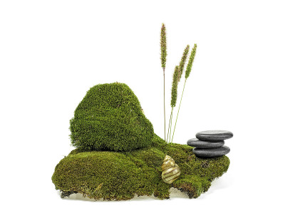 有蜗牛的绿色苔藓，白色背景上的小穗和石头