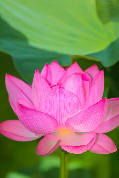 莲花