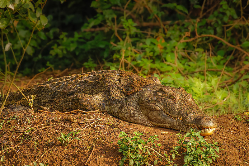 乌干达默奇森瀑布国家公园河岸上的尼罗河鳄鱼(crocodile niloticus)。