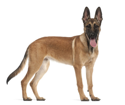 比利时牧羊犬幼犬，5个月大，肖像