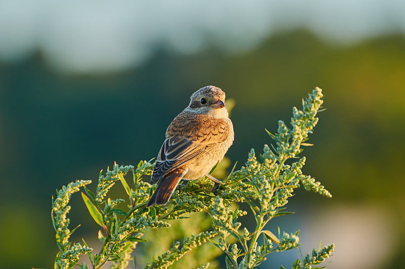 红背伯劳鸟(Lanius collurio)