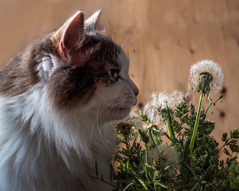 一只毛绒绒的龟甲猫在嗅蒲公英的肖像